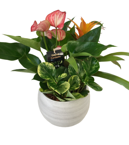 Cresta anthurium mixed planter