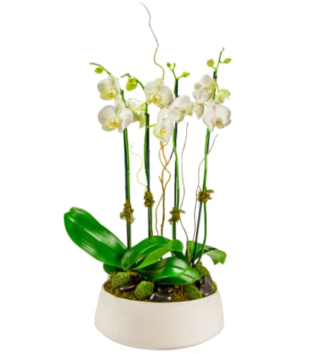 Purity Orchid Planter