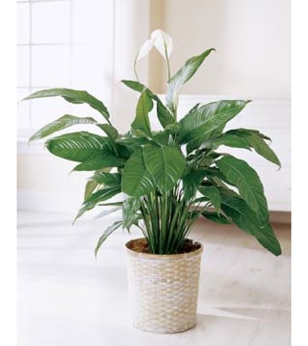 Lush Peace lily