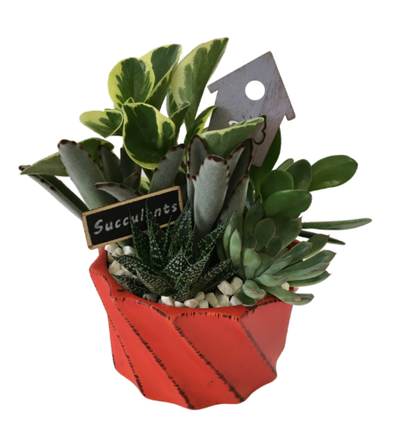 Orange Twist Succulent Planter