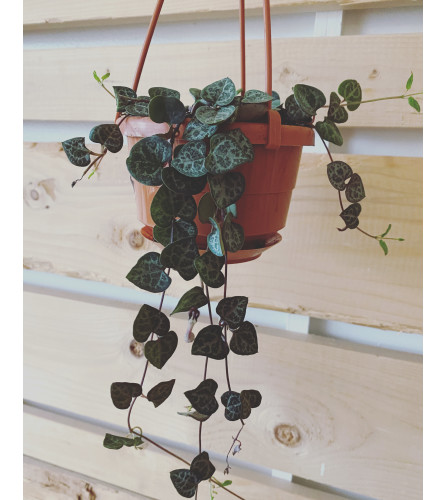 String of hearts plant