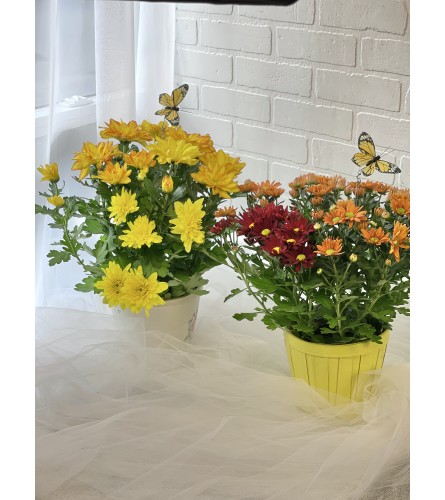 6” Potted Chrysanthemum Plant