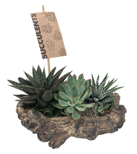 Log planter with Succulents