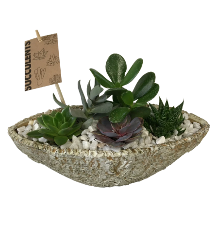 New Age Modern Succulent Dish Garden