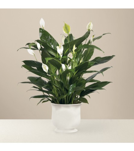 6" Comfort Planter with Peace Lily