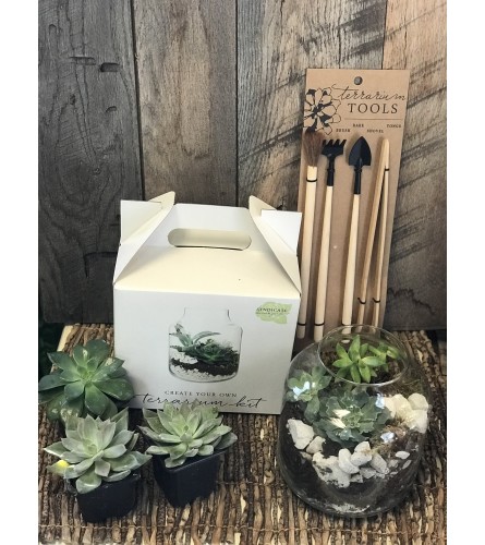 Do It Yourself Succulent Terrarium Kit