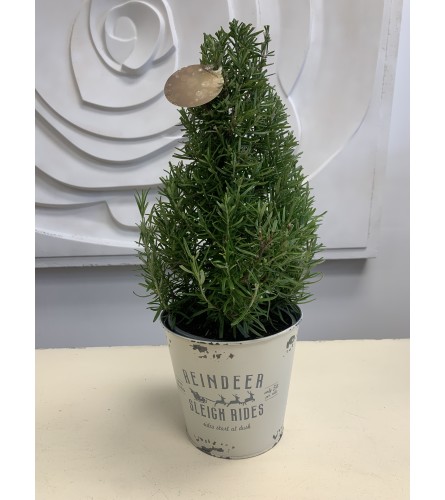 Rosemary Christmas Tree in Pot. An arrangement by Marianna's Flower Island.