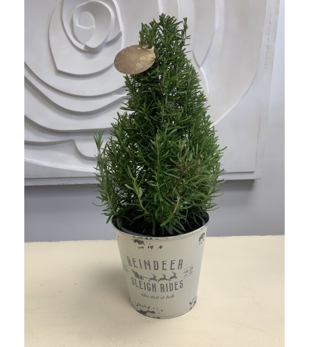 Rosemary Christmas Tree in Pot