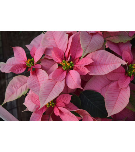 Pierson's Pink Poinsettia