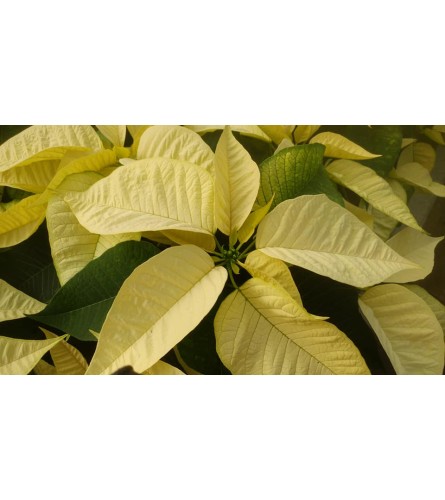 Pierson's White Poinsettia