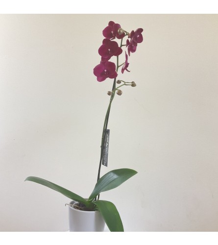 Single spike 5” potted orchid. An arrangement by Flower Trends Florists.