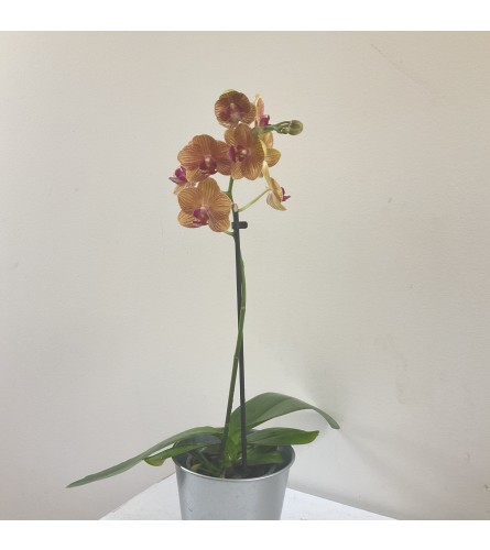 3.5” orchid plant. An arrangement by Flower Trends Florists.