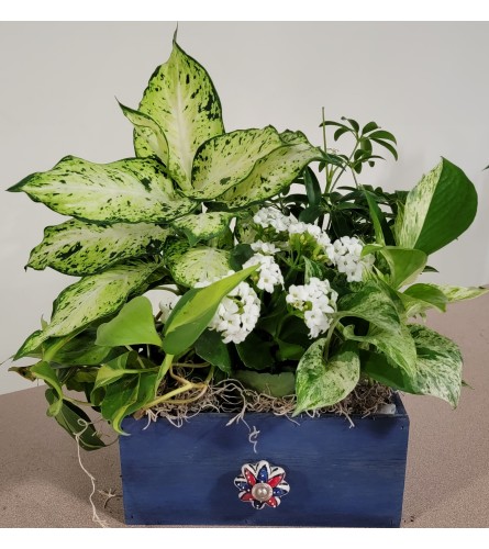 country blue wooden box dish garden