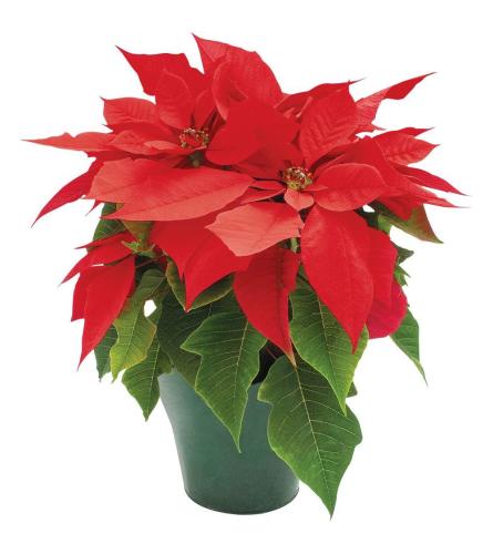 Holiday Poinsettias