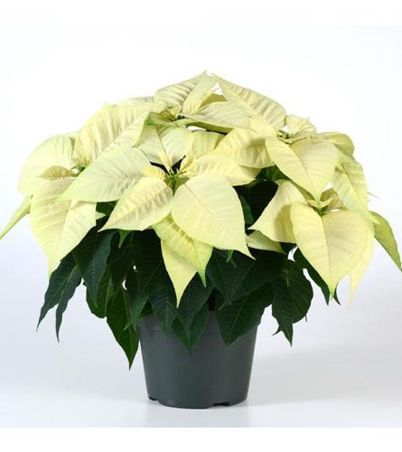 Wintery White Poinsettia