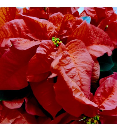 Pretty Pink Poinsettia