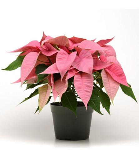 Perfectly Pink Poinsettia