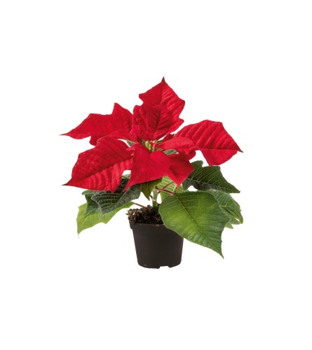 Pretty Little Poinsettia