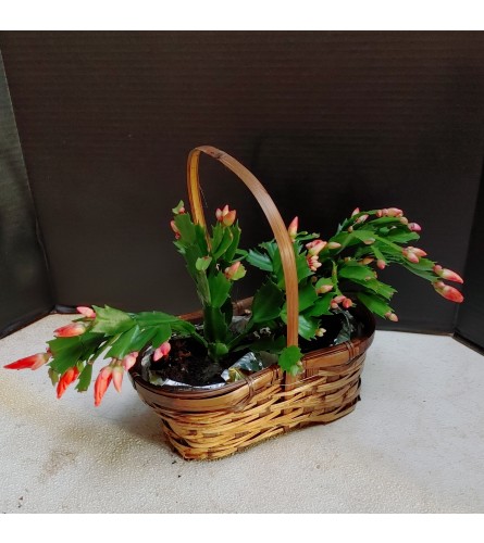 Petite Christmas Cactus