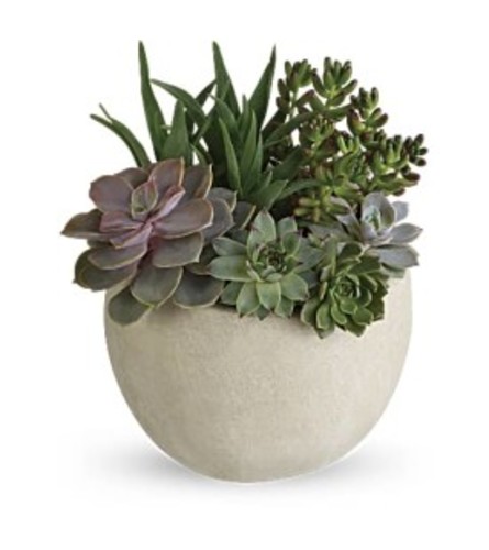 Medium Sunshine Succulent Garden - Standard. An arrangement by Tallevast Florist.