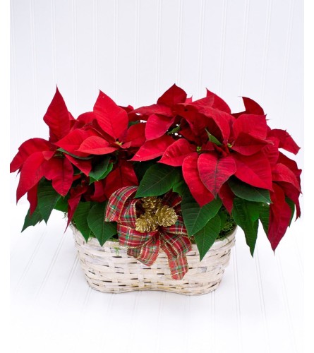 Double Poinsettia Basket With Ribbon. An arrangement by Salinas Floral and Gifts.
