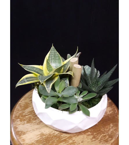 Opulent Succulent Dish Garden. An arrangement by Always in Bloom.