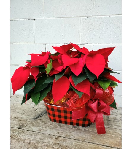 Double the Poinsettia