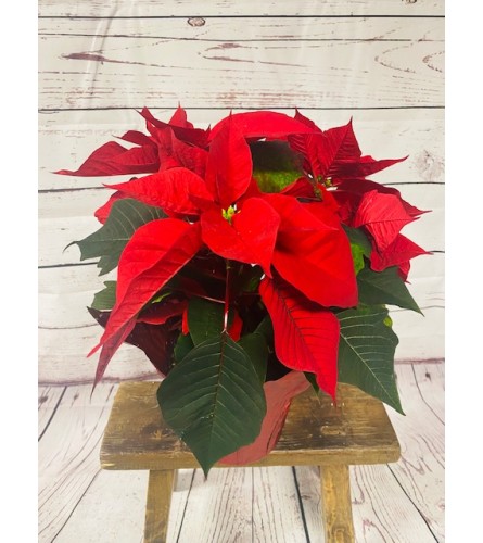 6 Pretty Poinsettia. An arrangement by The Flower Shop in the Village.