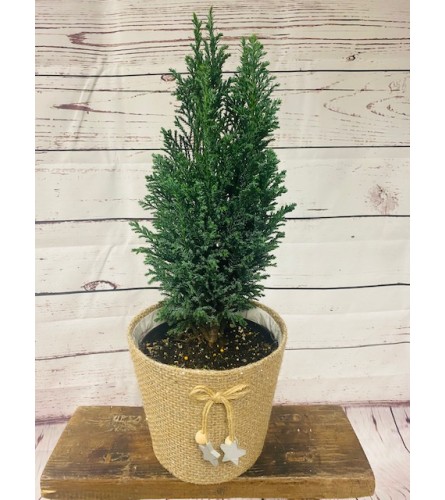 6 Burlap Cypress Tree. An arrangement by The Flower Shop in the Village.