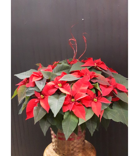 A Classic Red Poinsettia. An arrangement by Always in Bloom.