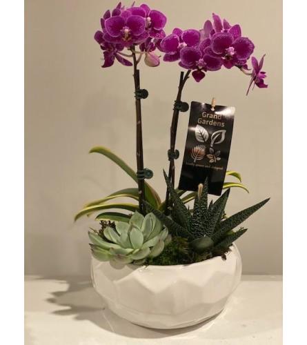 By Design Mini Orchid Succulent Garden