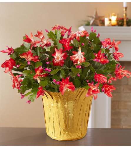 Seasonal Christmas Cactus