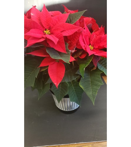 You'll Shoot Your Eye Out. An arrangement by Thurston Flowers.