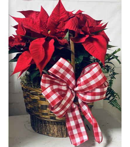 Pointsettia basket