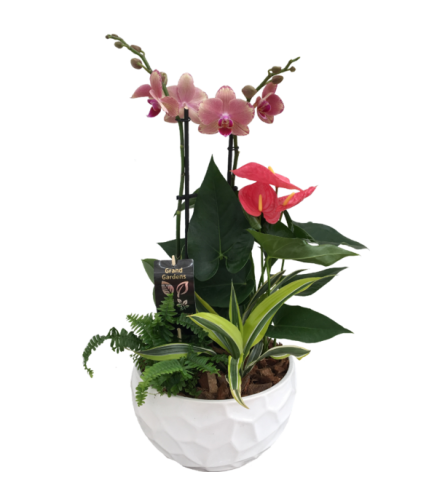 Orchid Mixed Exotic Planter white