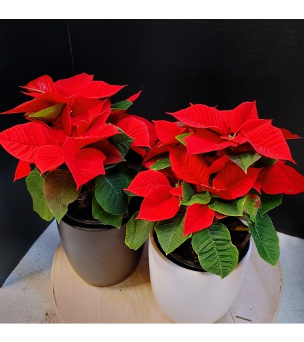 Petite Poinsettias