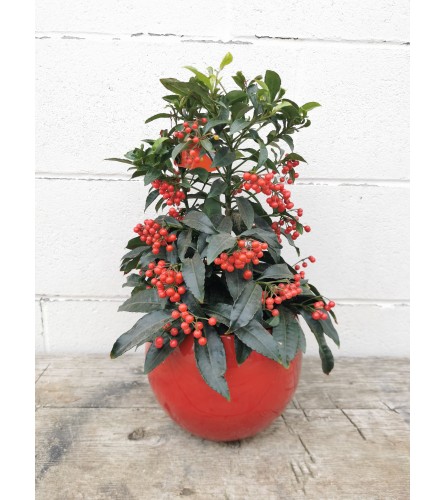 "Berry" and Bright Planter