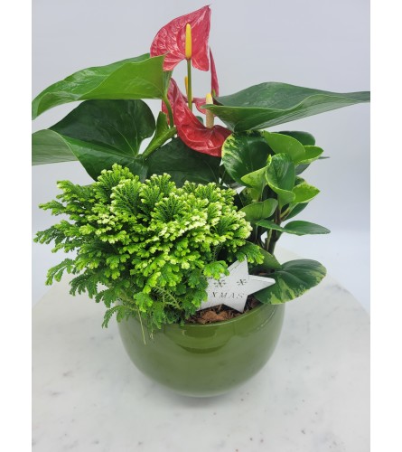 Evergreen Anthurium. An arrangement by The Garden Gate Gifts and Florals.