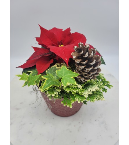Mini Poinsettia Pot. An arrangement by The Garden Gate Gifts and Florals.