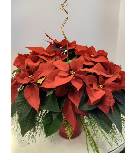 8" Large Poinsettia Decorated