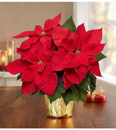 Red Christmas Poinsettia Plant - Deluxe. An arrangement by Sueppel's Flowers.