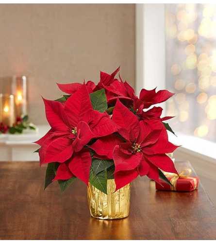 The Red Christmas Poinsettia - Standard. An arrangement by North Liberty Flower Shop.