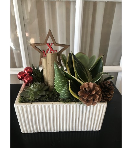 Christmas ceramic succulent. An arrangement by Loyalist Flowers.