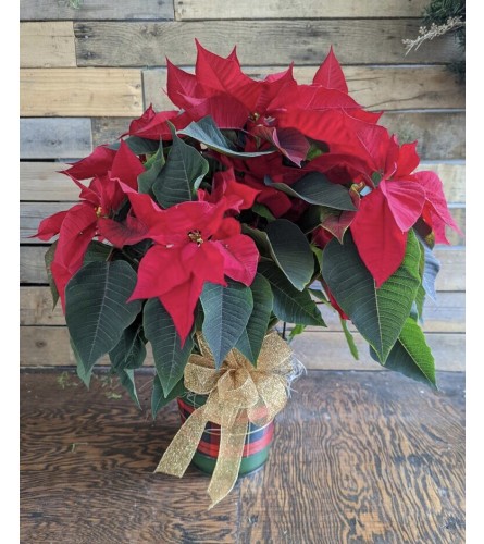 Cheerful Holidays Poinsettia