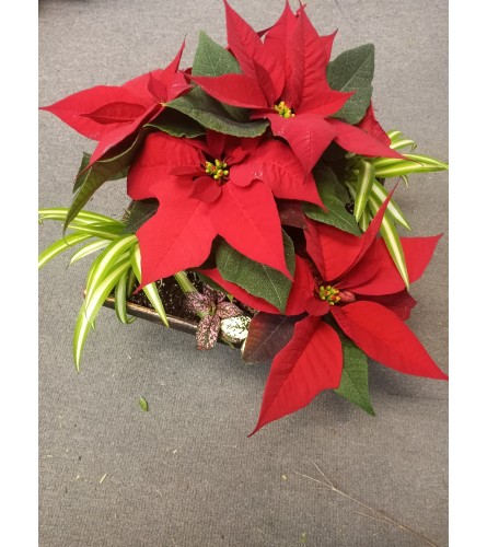 Poinsettia Red Garden (limited for the holidays)