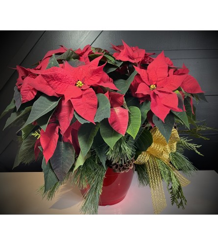 Season Greetings Poinsettia