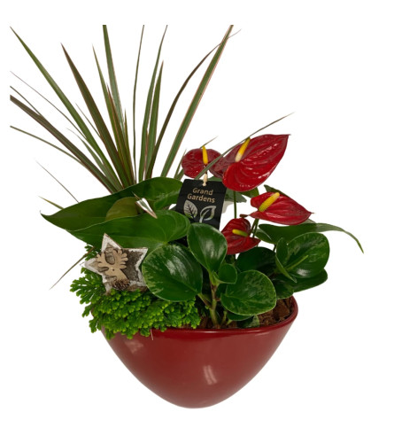 Christmas Red Large Anthurium Planter