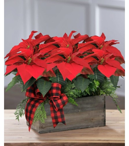 Woodland Poinsettia Planter