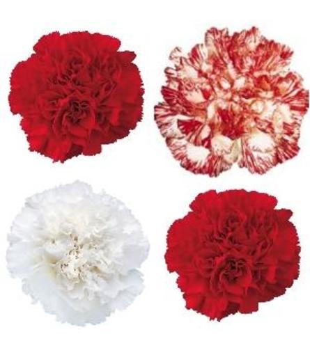 Classic Red and White Handtied Carnation Bouquet