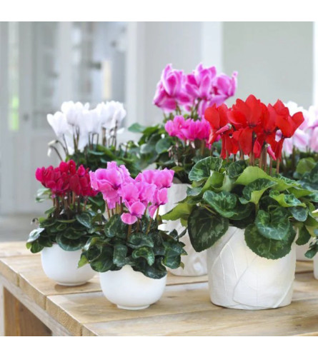 Potted Butterfly Cyclamen Plant. An arrangement by Loyalist Flowers.